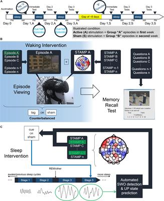 One-Shot Tagging During Wake and Cueing During Sleep With Spatiotemporal Patterns of Transcranial Electrical Stimulation Can Boost Long-Term Metamemory of Individual Episodes in Humans